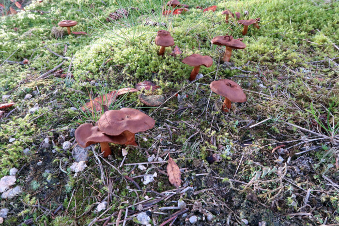 Cortinarius cinnamomeus – Zimtbgelber Hautkopf, Gruppe älterer Pilze, teils mit deformierten Hüten