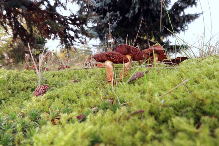 Cortinarius cinnamomeus – Zimtbgelber Hautkopf, Gruppe älterer Pilze