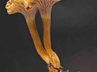 Craterellus tubaeformis &ndash; Trompetenpfifferling, typische F&auml;rbung von den Leisten und dem Stiel
