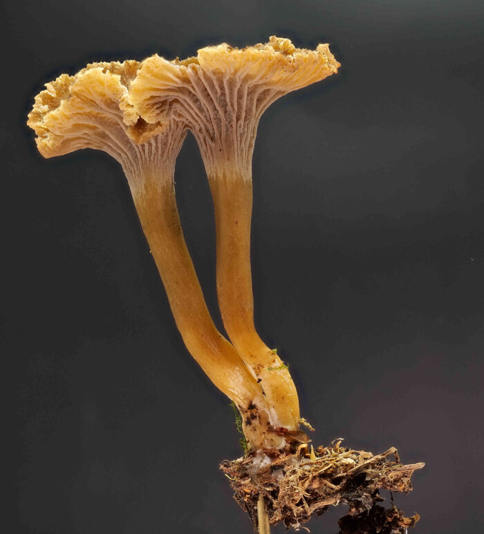 Craterellus tubaeformis – Trompetenpfifferling, typische Färbung von den Leisten und dem Stiel