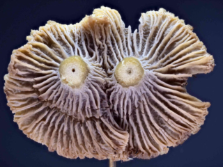 Craterellus tubaeformis &ndash; Trompetenpfifferling, Blick auf die Hutunterseite