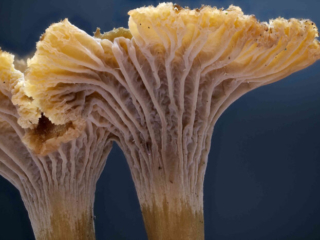 Craterellus tubaeformis &ndash; Trompetenpfifferling, diese Pilze besitzen keine Lamellen, sondern Leisten