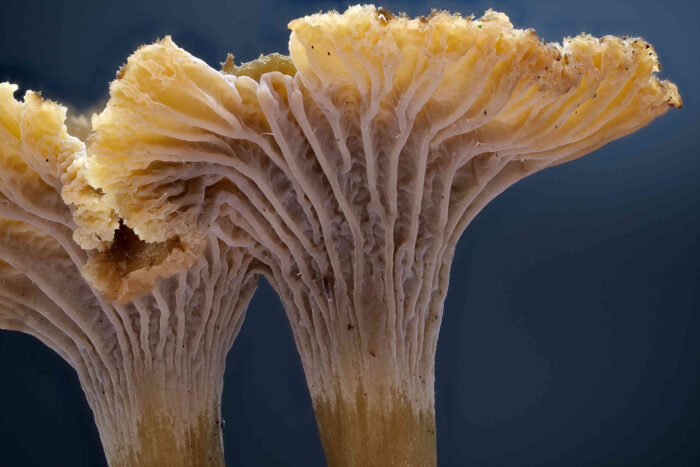 Craterellus tubaeformis – Trompetenpfifferling, diese Pilze besitzen keine Lamellen, sondern Leisten