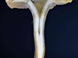 Craterellus tubaeformis &ndash; Trompetenpfifferling, ein tiefer Trichter und teilweise hohle Stiel sind typisch