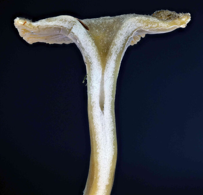 Craterellus tubaeformis – Trompetenpfifferling, ein tiefer Trichter und teilweise hohle Stiel sind typisch