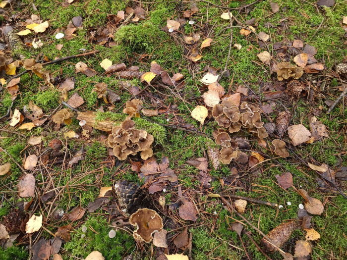 Craterellus tubaeformis – Trompetenpfifferling, gut getarnt sind die sehr guten Speisepilze auf dem Waldboden