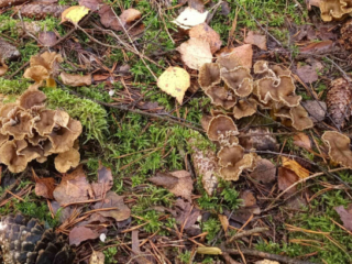 Craterellus tubaeformis &ndash; Trompetenpfifferling, so m&ouml;chte man diese Pilze finden