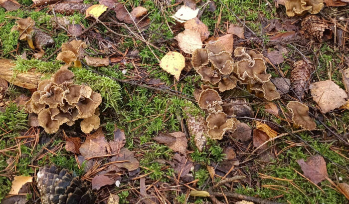 Craterellus tubaeformis – Trompetenpfifferling, so möchte man diese Pilze finden