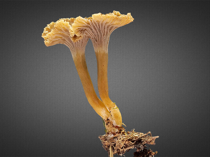 Craterellus tubaeformis – Trompetenpfifferling