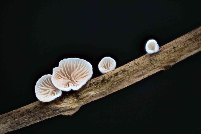 Crepidotus luteolus var. curtisporus – Flaumiges Krüppelfüßchen, optisch sehr schöne Pilze