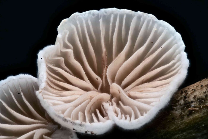 Crepidotus luteolus var. curtisporus – Flaumiges Krüppelfüßchen, Makroaufnahme der kleine, 6 mm, Pilze