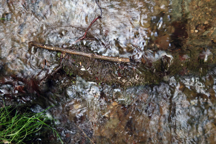 Cudoniella clavus – Wasserkreisling, auf den dünnen Ast im Bachlauf wachsen die Pilze