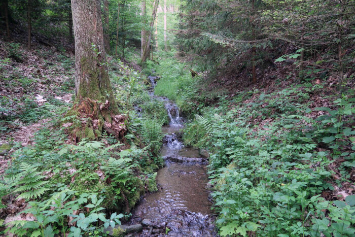 Cudoniella clavus – Wasserkreisling, findet man auf Totholz in naturnahen Bachläufen