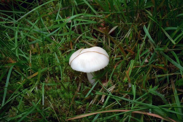 Cuphophyllus virgineus – Jungfern-Ellerling, 2 cm Hutdurchmesser hat dieses Exemplar in der Wiese