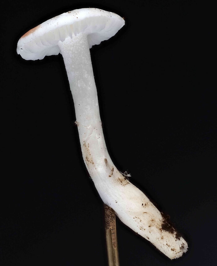 Cuphophyllus virgineus – Jungfern-Ellerling, 5 cm großer Pilz, Studioaufnahme