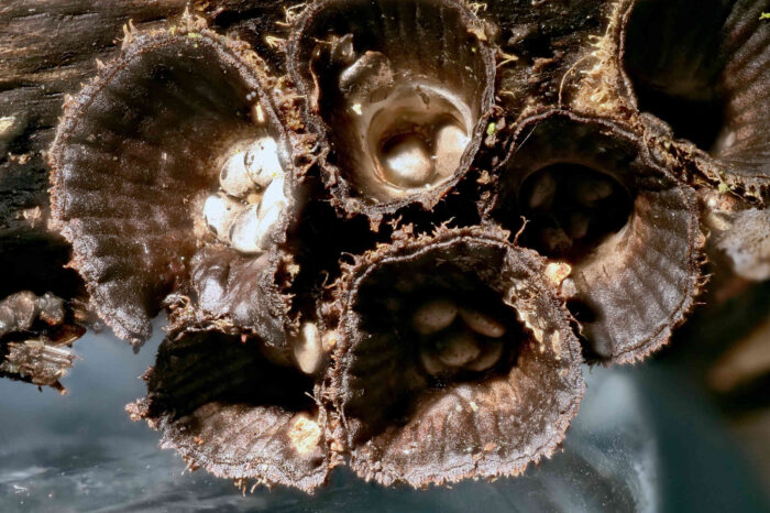 Cyathus striatus – Gestreifter Teuerling, im Inneren so genannte Peridiolen, die kugelförmigen Sporenbehälter