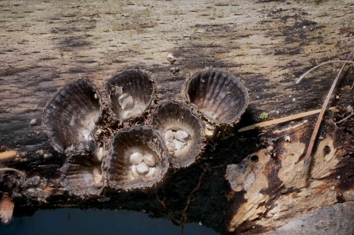 Cyathus striatus – Gestreifter Teuerling, die Streifen auf der Innenseite sind namensgebend