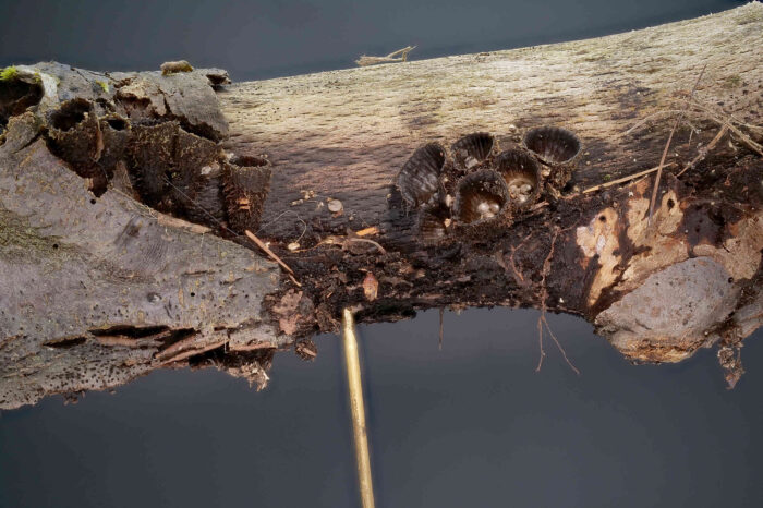 Cyathus striatus – Gestreifter Teuerling, schöne Gruppen an einem Stück Totholz