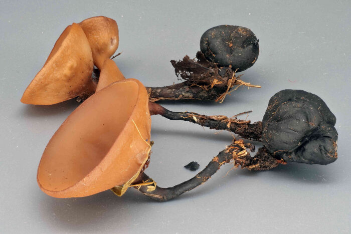 Dumontinia tuberosa – Gemeiner Anemonenbecherling, Makroaufnahme von Becher und dem Sklerotium