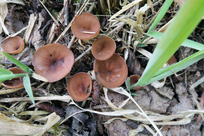 Dumontinia tuberosa – Gemeiner Anemonenbecherling, schöne Gruppe im Gras