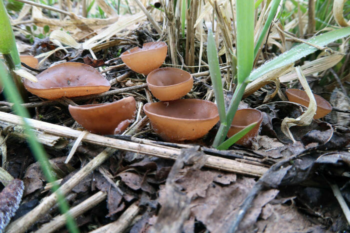 Dumontinia tuberosa – Gemeiner Anemonenbecherling, der Pilz ist ein Parasit der Anemonen/Buschwindröschen