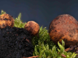 Elaphomyces granulatus &ndash; Kleinwarziger Hirschtr&uuml;ffel, Gruppe von Fruchtk&ouml;rper; dies sind keine Speisepilze