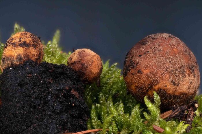 Elaphomyces granulatus – Kleinwarziger Hirschtrüffel, Gruppe von Fruchtkörper; dies sind keine Speisepilze