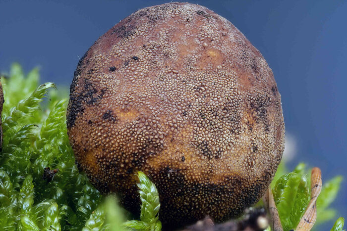 Elaphomyces granulatus – Kleinwarziger Hirschtrüffel, Makroaufnahme des rund 14 mm großen Pilzes