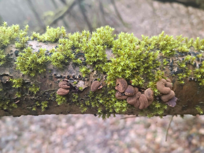 Encoelia furfuracea – Hasel-Kleiebecherling, die Pilze brechen durch die Rinde der abgestorbene Haselnussäste