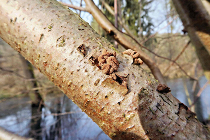 Encoelia furfuracea – Hasel-Kleiebecherling, findet man im Winterhalbjahr auf Totholz der Hasel