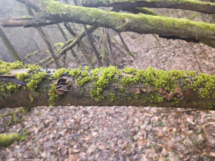 Encoelia furfuracea – Hasel-Kleiebecherling, das Totholz muss schon in der Zersetzung sein, um als Habitat zu dienen