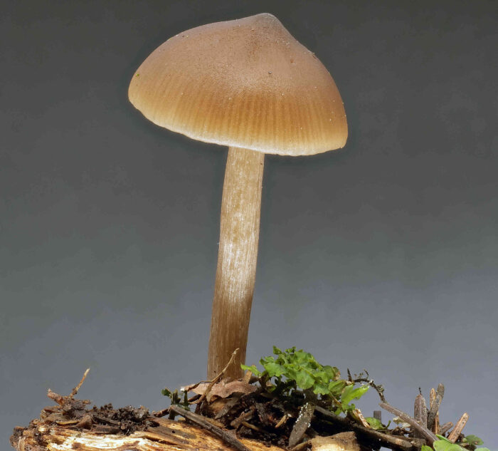 Entoloma hirtipes – Traniger Glöckling, Studiophoto, schön ist der längsfaserige Stiel zu sehen