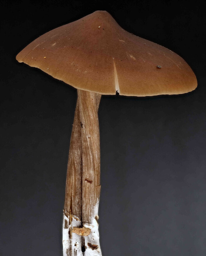 Entoloma hirtipes – Traniger Glöckling, Studiophoto, zwei Pilze sind zusammengewachsen und bilden einen Hut