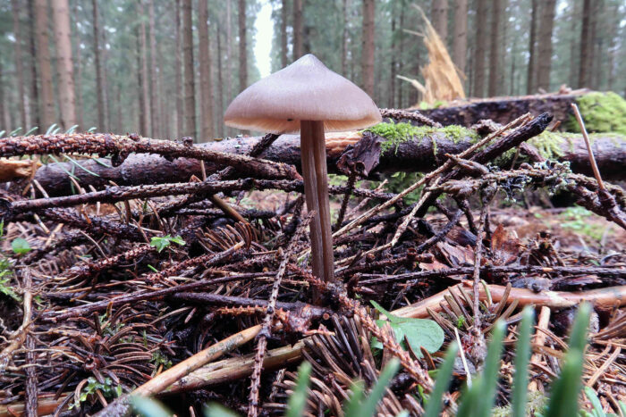 Entoloma hirtipes – Traniger Glöckling, Studiophoto, die glockenförmige Hutform ist namensgebend