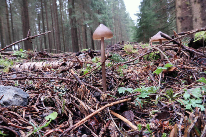 Entoloma hirtipes – Traniger Glöckling, Studiophoto, Fundort am Wegrand auf einem alten Holzlagerplatz