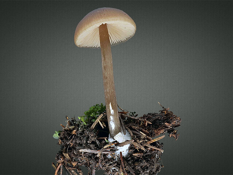 Entoloma hirtipes – Traniger Glöckling
