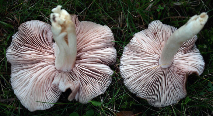 Entoloma lividoalbum – Weißstieliger Rötling, der Blick in die Lamellen zeigt rotes Sporenpulver