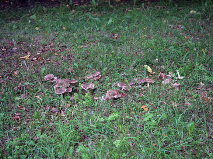 Entoloma lividoalbum – Weißstieliger Rötling, man findet Pilze meist in Gruppen wachsend