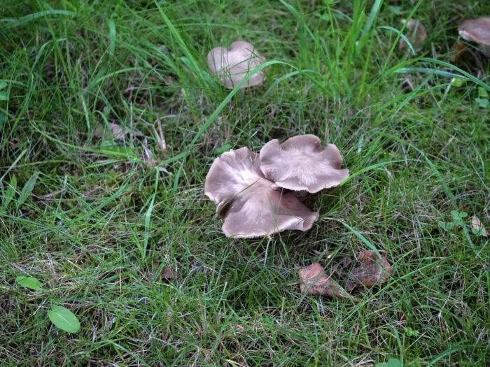 Entoloma lividoalbum – Weißstieliger Rötling, Gruppe im Gras in einem Park