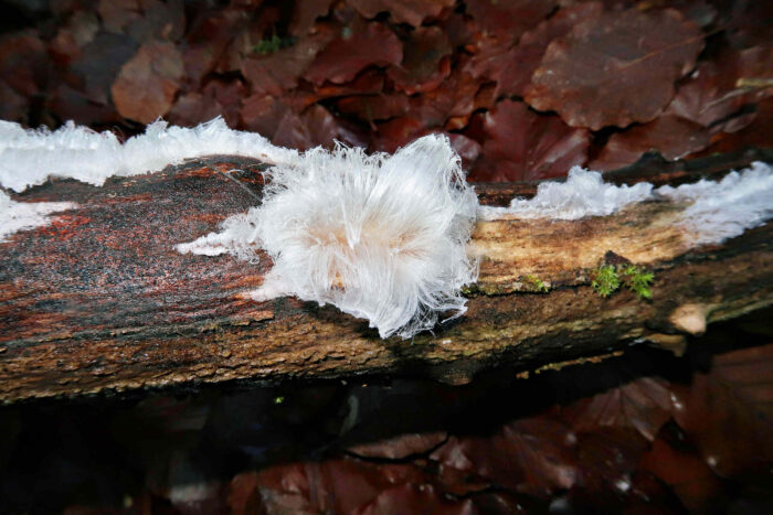 Exidiopsis effusa – Rosagetönte Gallertkruste oder Haareis, Luftfeuchte, Temperatur und Wind – alles muss passen, damit Haareis gebildet wird