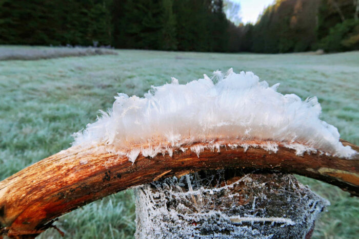 Exidiopsis effusa – Rosagetönte Gallertkruste oder Haareis, wo der Pilz das Holz besiedelt ist diese heller