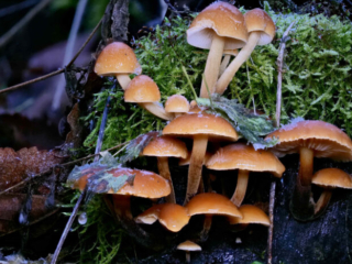 Flammulina velutipes &ndash; Gemeiner Samtfu&szlig;r&uuml;bling, ist ein typischer Winterpilz