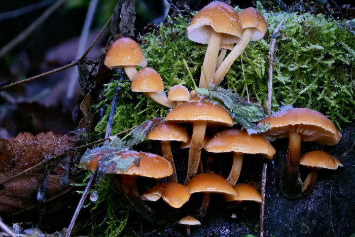 Flammulina velutipes – Gemeiner Samtfußrübling, ist ein typischer Winterpilz