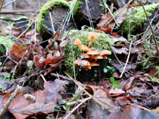 Flammulina velutipes &ndash; Gemeiner Samtfu&szlig;r&uuml;bling, kleine Gruppe bei Frost