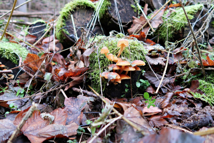 Flammulina velutipes – Gemeiner Samtfußrübling, kleine Gruppe bei Frost