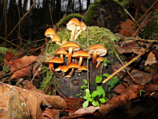 Flammulina velutipes &ndash; Gemeiner Samtfu&szlig;r&uuml;bling, typisch die samtigen, dunklen Stiele