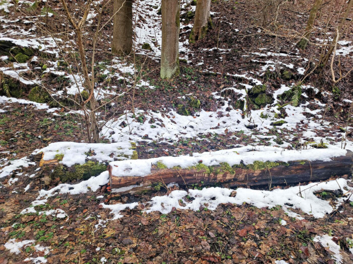 Flammulina velutipes – Gemeiner Samtfußrübling, ist ein typischer Winterpilz, links am Stamm