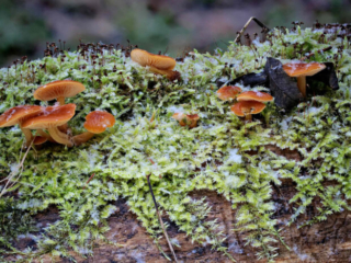 Flammulina velutipes &ndash; Gemeiner Samtfu&szlig;r&uuml;bling, Aufnahme am Standort mit Schneesternen