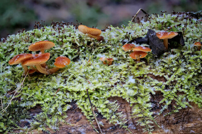 Flammulina velutipes – Gemeiner Samtfußrübling, Aufnahme am Standort mit Schneesternen