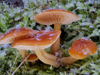 Flammulina velutipes &ndash; Gemeiner Samtfu&szlig;r&uuml;bling, hier ist nichts gestellt, ein Traumphoto &ndash; Pilze mit Schneesternen